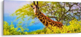 Obraz žirafy v Afrike (120x50 cm)