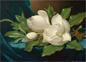 Obraz - Martin Johnson Heade, Giant Magnolias on a Blue Velvet Cloth, reprodukcia (70x50 cm)