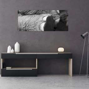 Obraz - Slonia noha (120x50 cm)