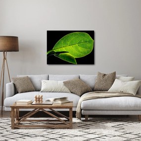 Obraz - zelený list (70x50 cm)