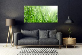 Obraz plexi Príroda tráva kvapky 120x60 cm