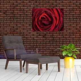 Obraz - Červená ruža s kvapkami rosy (70x50 cm)