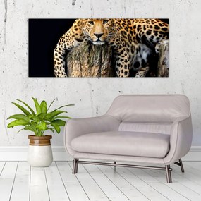 Obraz - Gepard (120x50 cm)