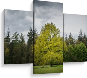 Obraz zeleného stromu uprostred poľa (90x60 cm)
