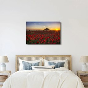 Obraz lúky s vlčími makmi (90x60 cm)