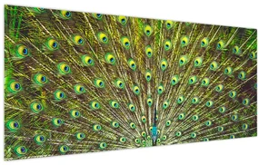 Obraz - Páv (120x50 cm)