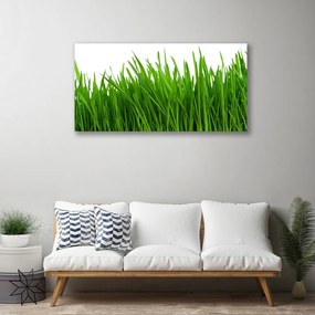 Obraz na plátne Tráva rastlina príroda 140x70 cm