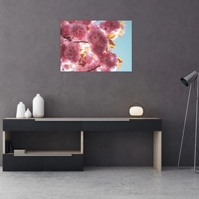 Sklenený obraz - Čerešňový kvet (70x50 cm)