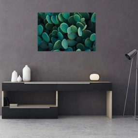 Obraz - Opuncie (90x60 cm)