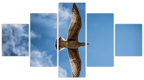 Obraz letiaceho vtáka