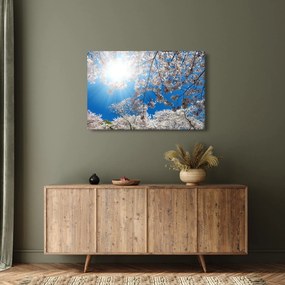 Obraz - Čerešňové kvety (90x60 cm)