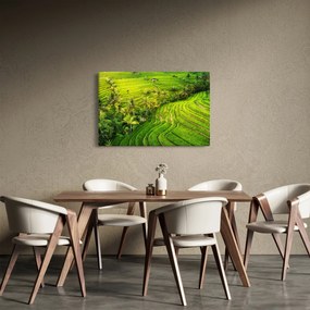 Obraz - Ryžové terasy (90x60 cm)