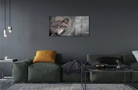 Sklenený obraz vlk 125x50 cm