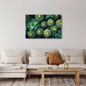 Obraz - Kaktusy (90x60 cm)