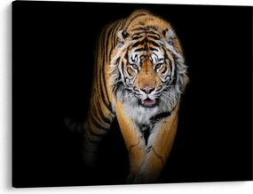Obraz - Tiger (70x50 cm)