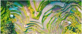 Obraz ryžových polí z vtáčej perspektívy (120x50 cm)