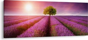 Obraz poľa s levanduľami (120x50 cm)