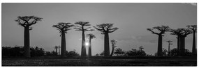 Obraz na plátne - Baobaby pri západe Slnka - panoráma. 505ČA (105x35 cm)