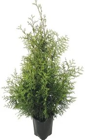 Tuja západná FloraSelf thuja occidentalis 'Brabant' 125-150 cm v kvetináči Click