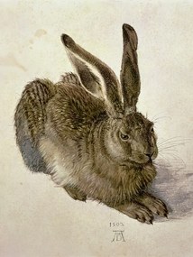 Obrazová reprodukcia Hare (1502), Albrecht Drer