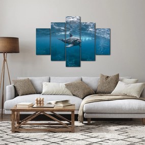Obraz - Delfín pod hladinou (150x105 cm)