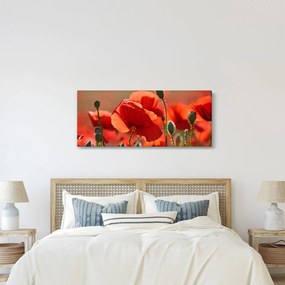 Obraz vlčích makov (120x50 cm)