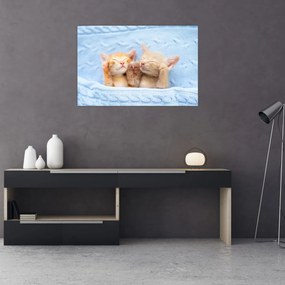 Obraz - Spiace mačiatka (90x60 cm)