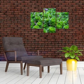 Obraz sukulentov (90x60 cm)