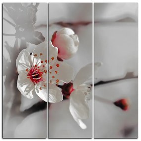 Obraz na plátne - Kvet čerešne - štvorec 358FB (105x105 cm)