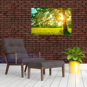 Obraz - Slnečný les (90x60 cm)
