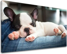 Obraz na stenu ZVIERATÁ ZV011E11