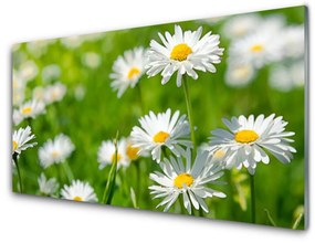 Skleneny obraz Sedmokráska kvet rastlina 125x50 cm