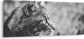 Obraz - Mačka (120x50 cm)