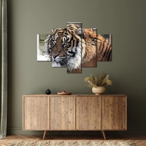 Obraz tigra (150x105 cm)