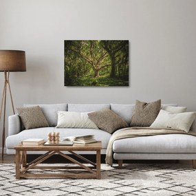 Sklenený obraz stromov (70x50 cm)