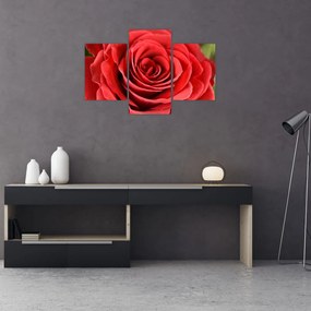 Obraz kvetu ruže (90x60 cm)