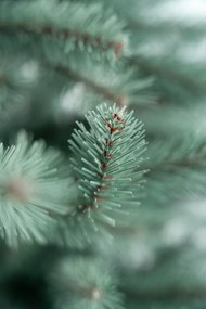 Limpol Jedľa Renáta silver 180 cm