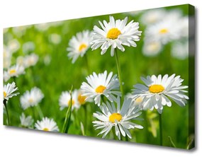 Obraz Canvas Sedmokráska kvet rastlina 120x60 cm