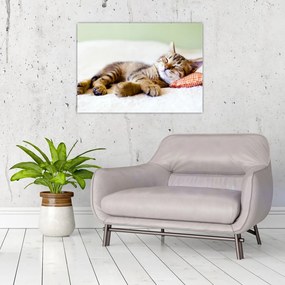 Sklenený obraz - Spiace mačiatko (70x50 cm)