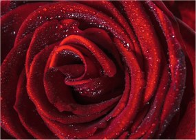 Obraz - Červená ruža s kvapkami rosy (70x50 cm)