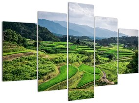 Obraz ryžových polí (150x105 cm)