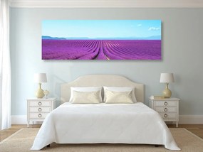 Obraz nekonečné levanduľové pole - 150x50