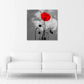 Obraz na plátně, Červené květy máku Příroda - 40x40 cm