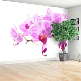 Fototapeta Vliesová Ružová orchidea 104x70 cm