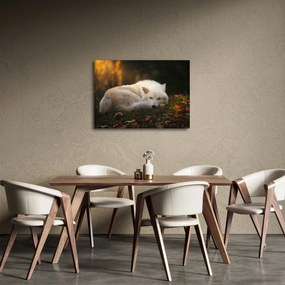 Obraz - Odpočívajúci vlk (70x50 cm)