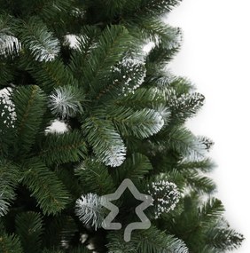 Borovica zasněžená 180 cm