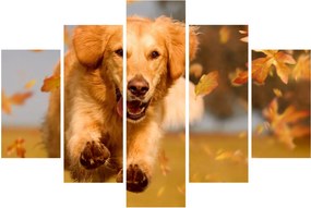 Obraz - Zlatý retriever (150x105 cm)
