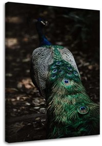 Obraz na plátně Příroda ptáka páva - 60x90 cm