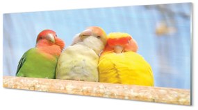 Obraz na akrylátovom skle Farebný papagáj 120x60 cm