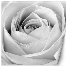 Fototapeta, Bílé květy růží - 150x150 cm